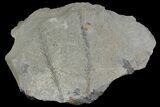 Pennsylvanian Fossil Plant (Lycopodites) Plate - Kentucky #136775-1